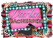 darlin dachshunds