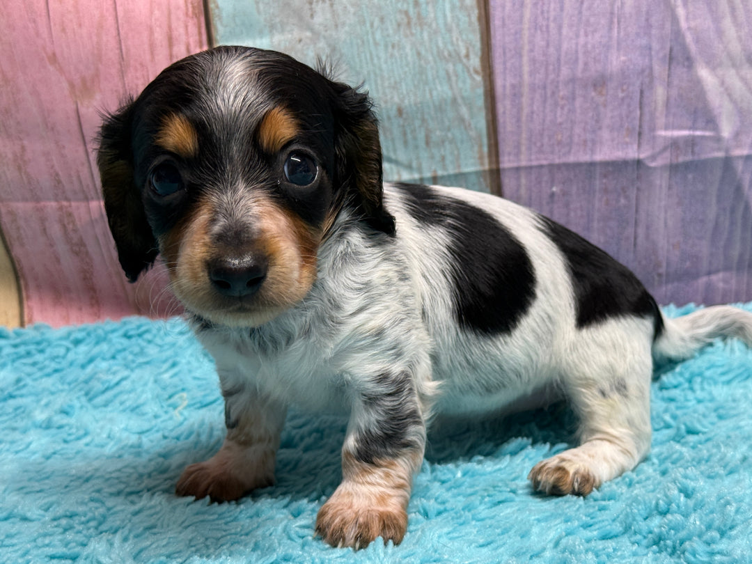And Tan Piebald Black And White Mini Dachshund Longhair Black And