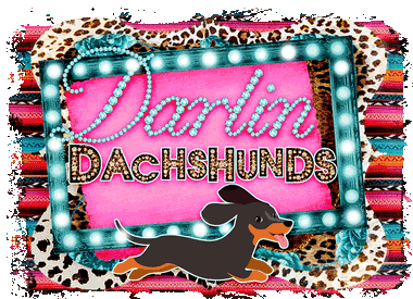darlin dachshunds
